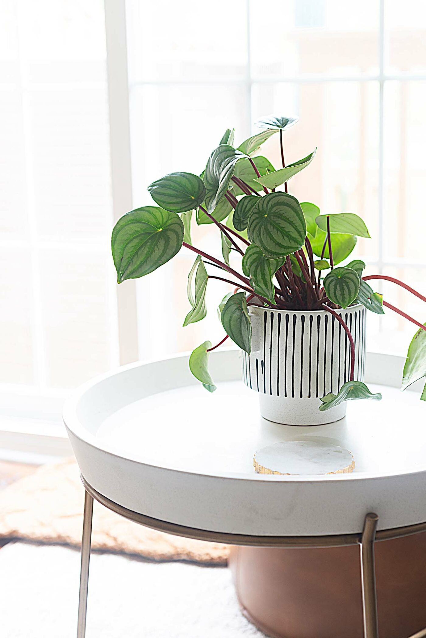 Farmstead Living Room After - Plant on white table