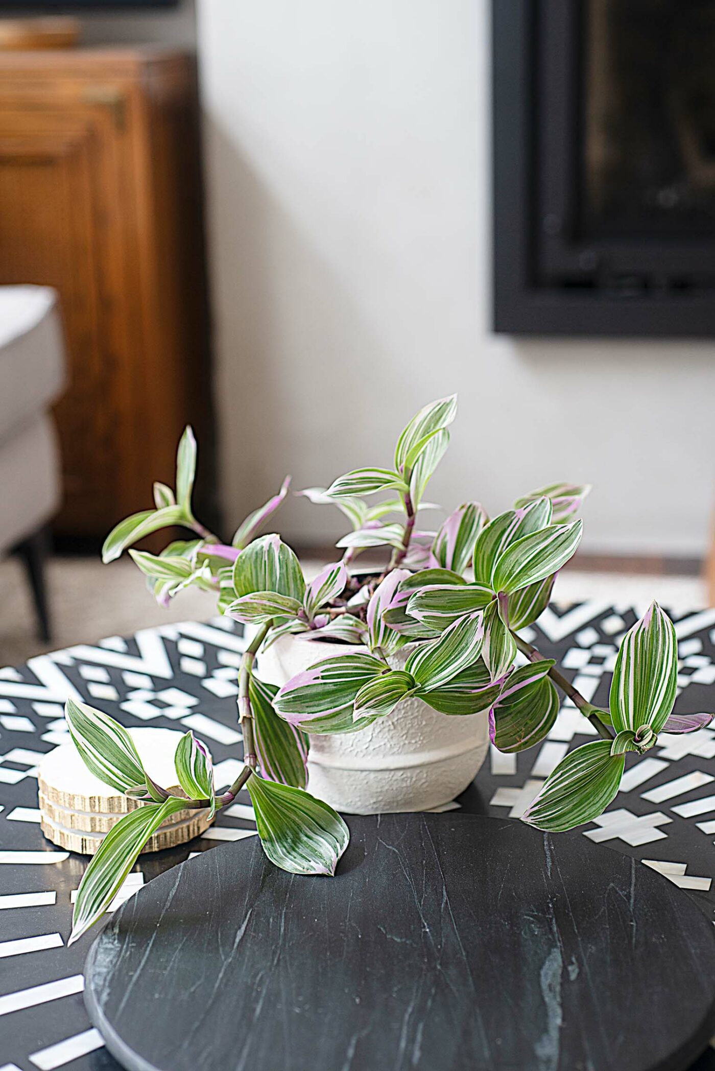 Farmstead Living Room After - Plant on Black Table