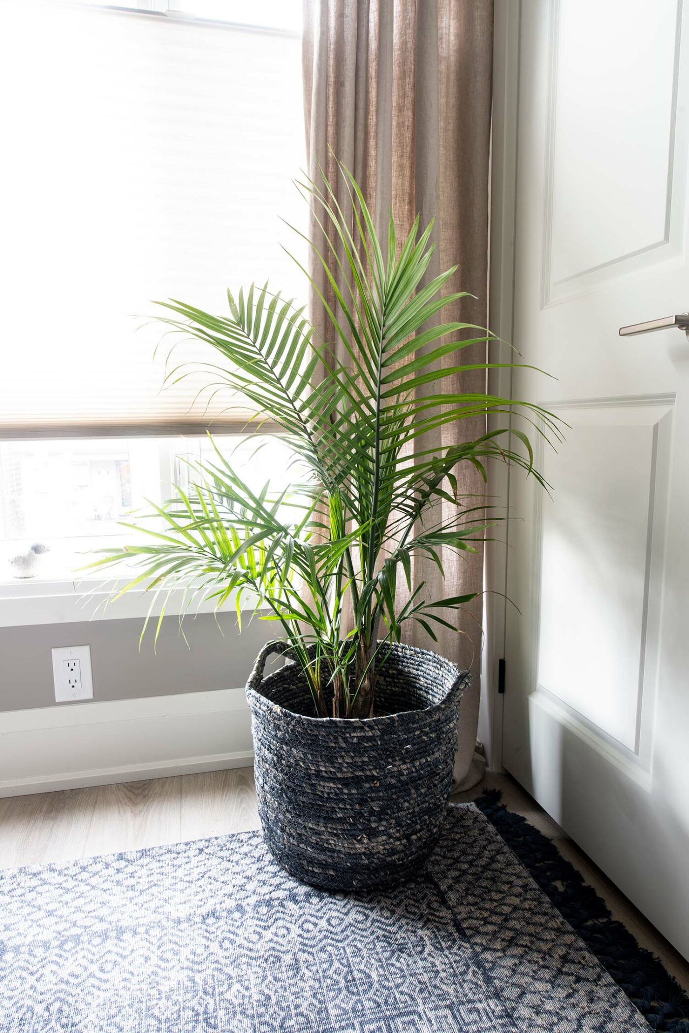 Laneway Bedroom - Plant