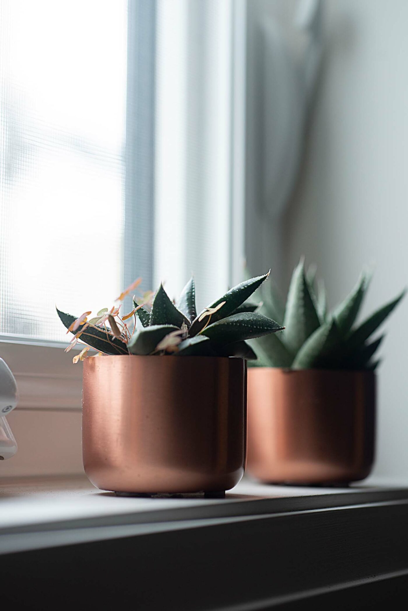 Laneway Second Floor Bathroom - Succulents
