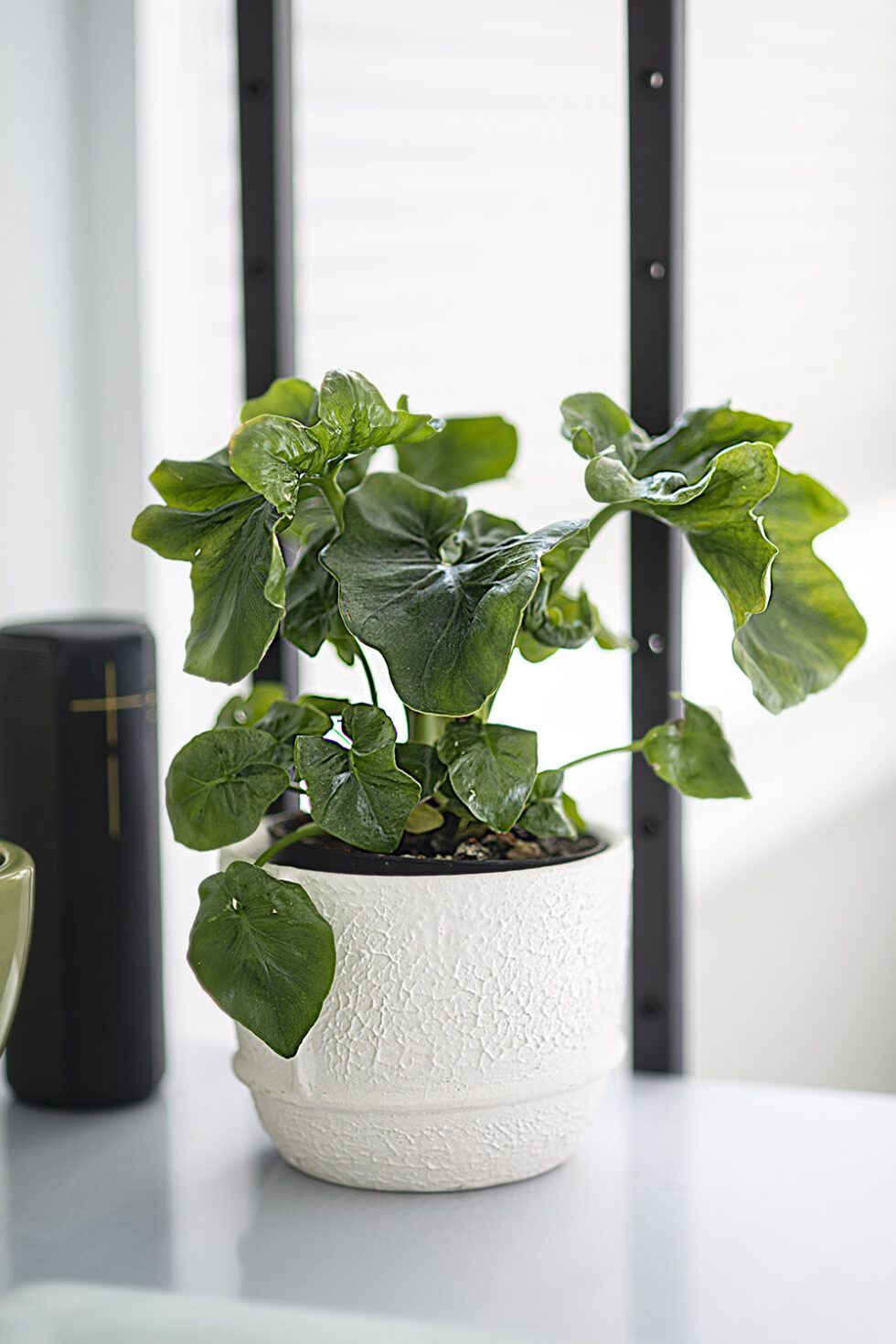 Durant daughter's room plant