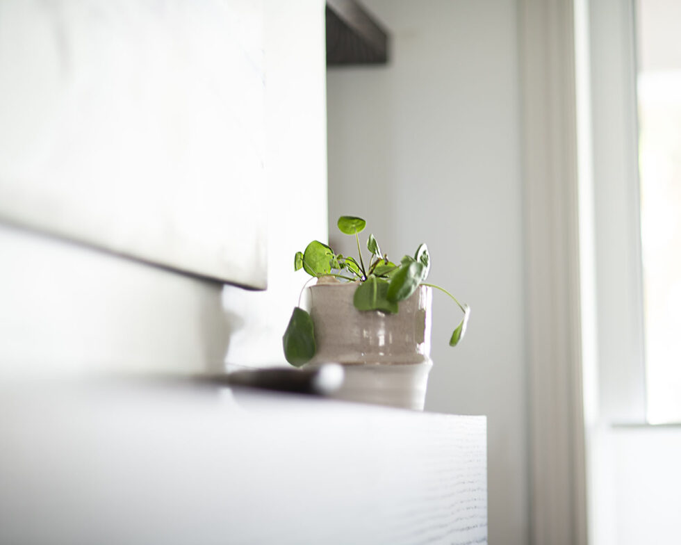 Monarch Park Plant on a shelf